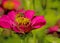 A HoneyBee feeding on a pink Zinnia.