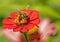 A HoneyBee feeding on a pink Zinnia.