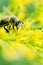 Honeybee feeding on pollen from goldenrod plant