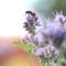 Honeybee feeding on purple phacelia honey flower