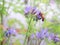 Honeybee feeding on purple phacelia honey flower