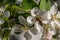 Honeybee is feeding on white flower in spring morning