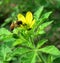 Honeybee feeding on a wild flower