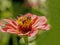 Honeybee feeds on blooms of a pink Zinnia.