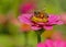 Honeybee feeds on blooms of a pink Zinnia.