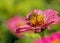 A honeybee feeds on a pink Zinnia.