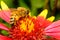 Honeybee on Firewheel Flower