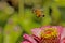 Honeybee flies from the bloom of a pink Zinnia.