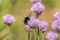 A honeybee flies, collecting pollen from a fluffy purple flower