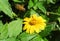 Honeybee in flight, beautiful yellow flower