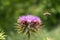 Honeybee in flight over a Texas Purple Thistle flower