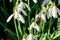 Honeybee in flight with pollen on legs in snowdrops