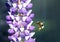 Honeybee in flight with wing movement flying next to a purple lupin flower