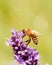 Honeybee on a flower bloom of purple lavender