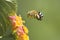 Honeybee flower outdor