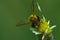 Honeybee flower outdor macro closeup