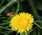 Honeybee flying on Dandelion