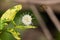 Honeybee flying near a Buttonbush flower while pollinating