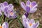 Honeybee flying over the crocuses in the spring on a meadow