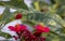 Honeybee Flying over a Red flower