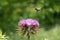 Honeybee flying over a Texas Purple Thistle flower