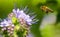 Honeybee Flying to Phacelia
