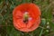 Honeybee Forages in Orange Flanders Poppy Flower 04