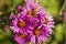 Honeybee foraging on pink aster flowers in Newbury, New Hampshire