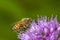 Honeybee foraging on a purple allium flower in New Hampshire