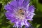 Honeybee foraging on a purple aster flower in Manchester, Connecticut