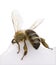 Honeybee in front of white background