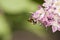 Honeybee Gathering Nectar and spreading pollen on purple flower