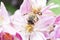 Honeybee Gathering Nectar and spreading pollen on purple flower