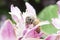 Honeybee Gathering Nectar and spreading pollen on purple flower