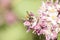 Honeybee Gathering Nectar and spreading pollen on purple flower