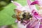 Honeybee Gathering Nectar and spreading pollen on purple flower