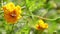 Honeybee gathering nectar on yellow marigold flower