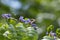 Honeybee Gathering Pollen from the Purple Flowers of a Lignum Vitae Tree