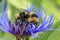 Honeybee gathers pollen on Montana cornflower.