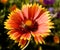 Honeybee on gerbera