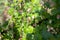 Honeybee on gooseberry bush flower collecting pollen and nectar to make sweet honey with medicinal benefits