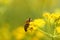 Honeybee harvesting pollen