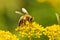 Honeybee harvesting pollen