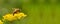 Honeybee harvesting pollen from flowers