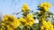 Honeybee harvesting pollen from yellow blooming flowers motion background