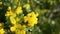 Honeybee harvesting pollen from yellow blooming flowers on sunny day green motion background