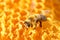 Honeybee on honeycomb cells
