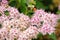 Honeybee hovering around pink flowers