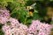 Honeybee hovering around pink flowers