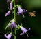 Honeybee hovering by Creeping Bellflowers